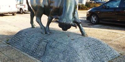 Brander Stier