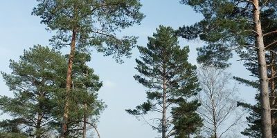 Brander Wald