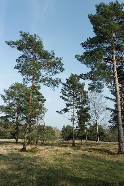 Brander Wald