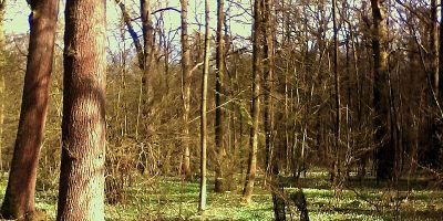 Freyenter Wald