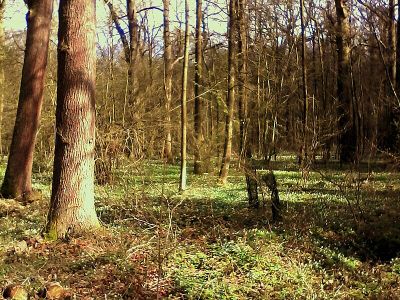 Freyenter Wald