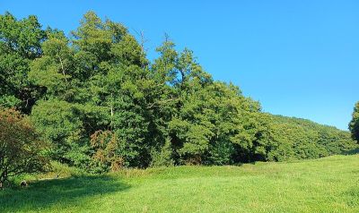 Jammetsbach