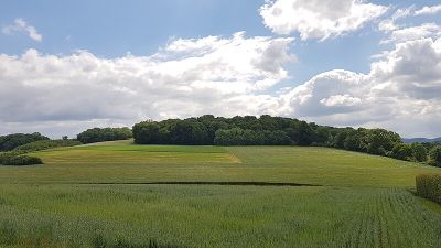 Kolmonderbosch