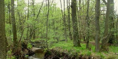 Oberlauf der Inde im Münsterwald