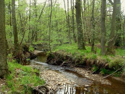 Oberlauf der Inde im Münsterwald