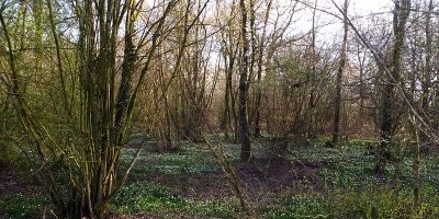Orsbacher Wald