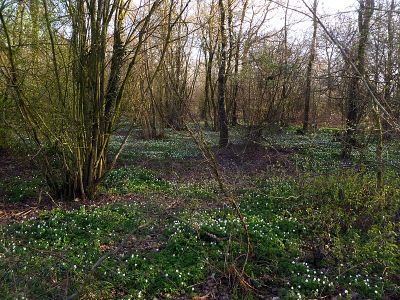 Orsbacher Wald
