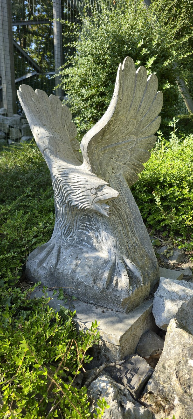 Steinadler