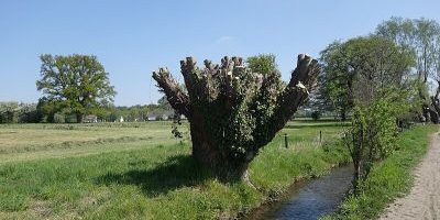 Wildbach