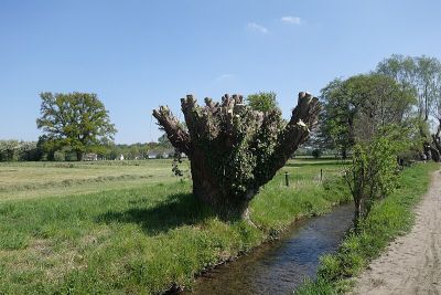 Wildbach