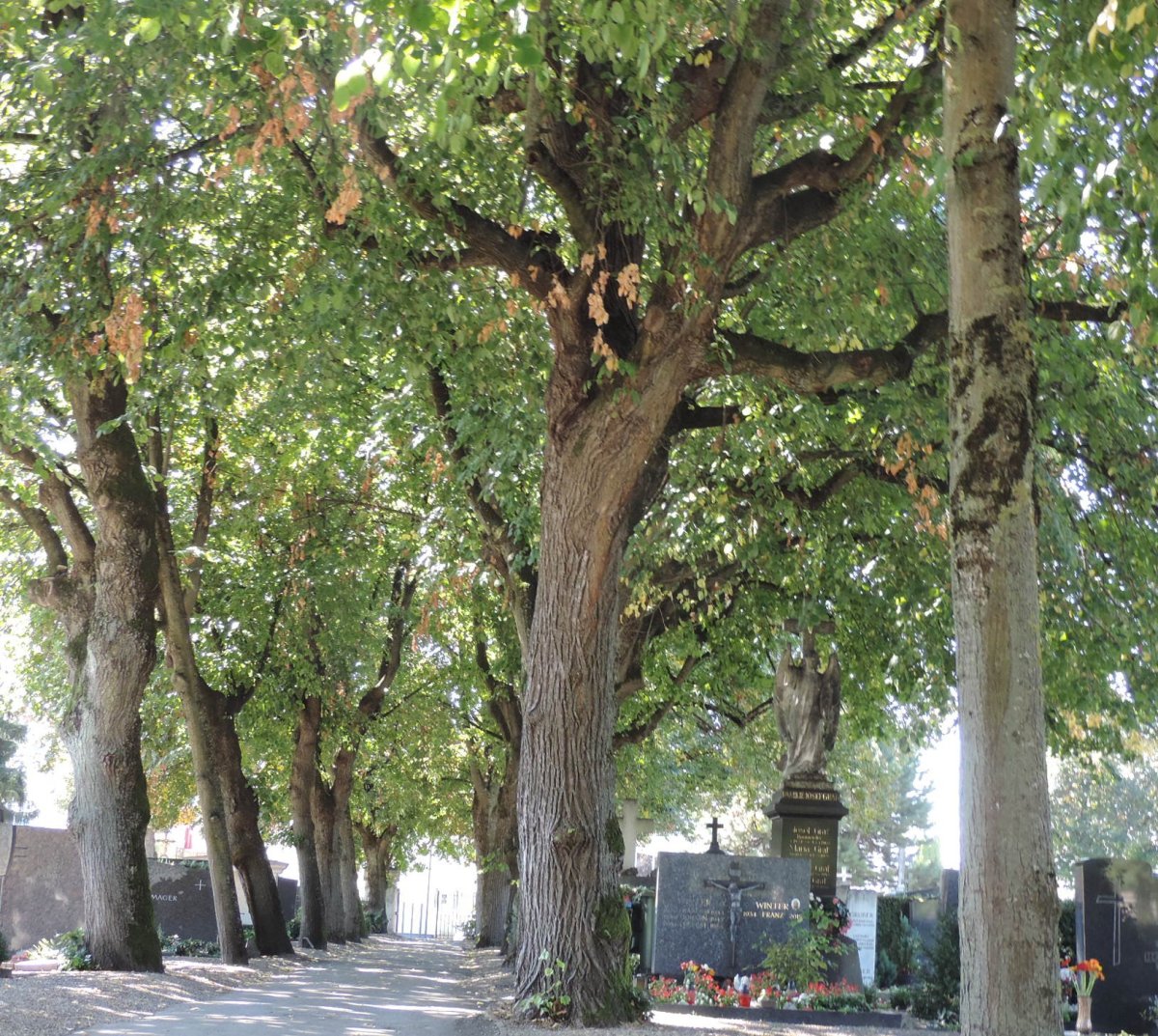 Alter Ostfriedhof (Ost 1)