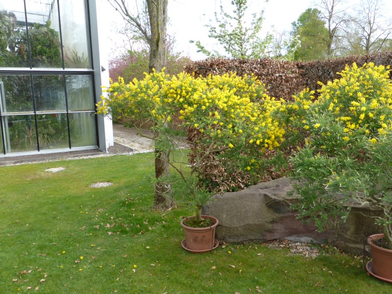 Bauerngarten