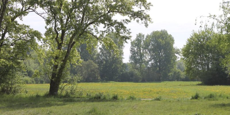 Firnhaberauheide