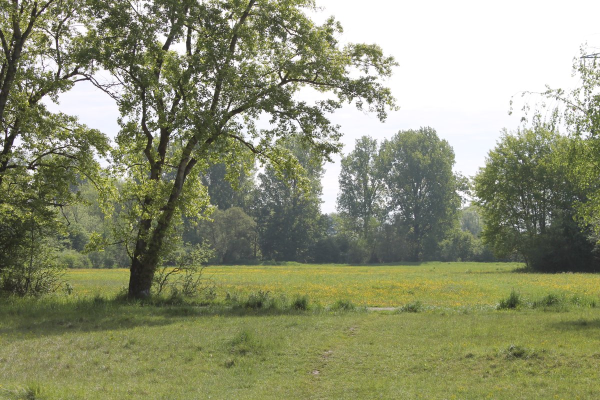 Firnhaberauheide