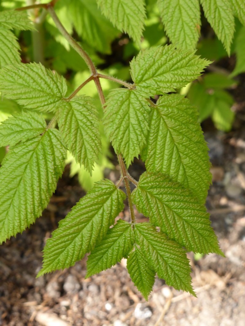 Römergarten