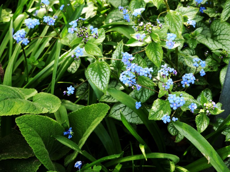 Senkgarten