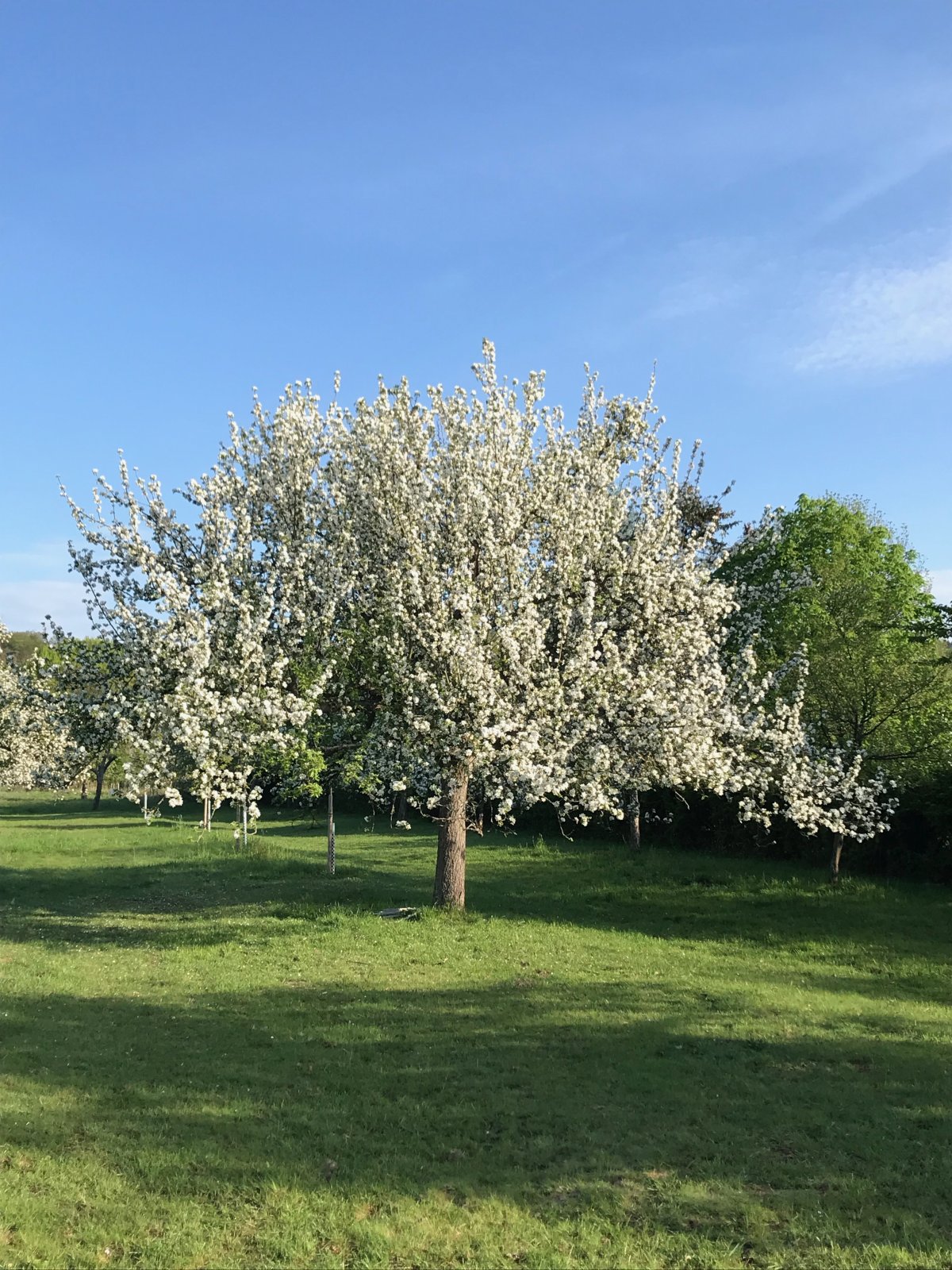 Kirdorfer Feld bei Bad Homburg