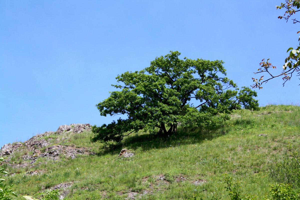 Landschaftsschutzgebiet Rheinhessische Schweiz