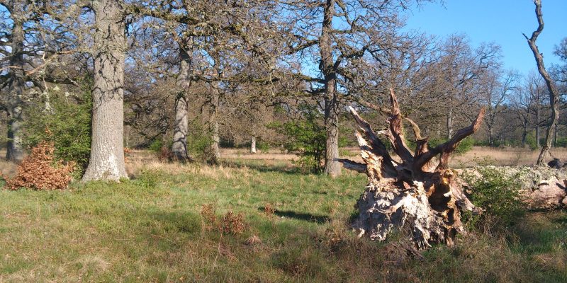 Naturschutzgebiet Im Eschen