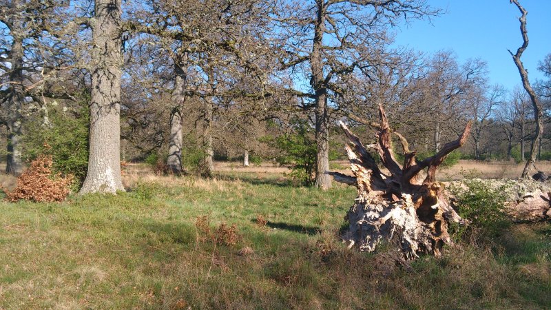 Naturschutzgebiet Im Eschen