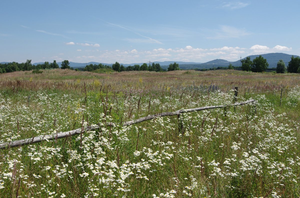 Sandheiden und Dünen bei Sandweier und Iffezheim