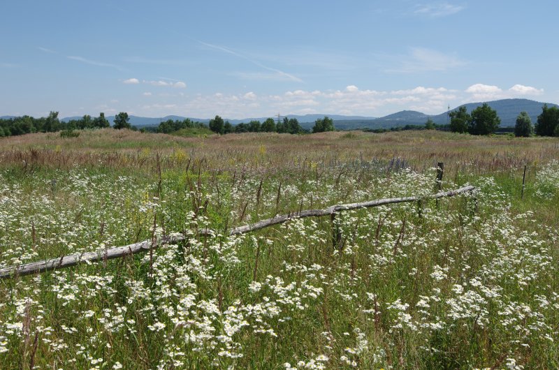 Sandheiden und Dünen bei Sandweier und Iffezheim