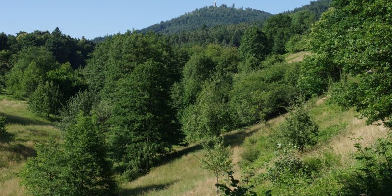 Sauersbosch, Pfrimmersbach- und Märzenbachtal