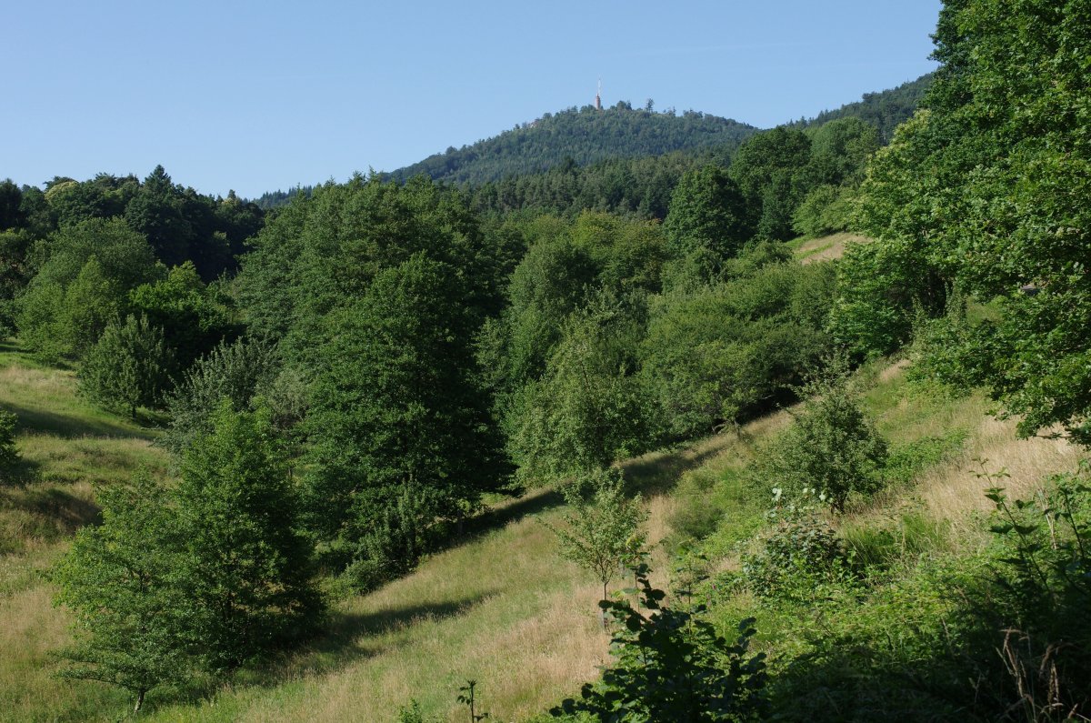Sauersbosch, Pfrimmersbach- und Märzenbachtal