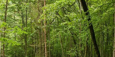 Naturwaldreservat Wolfsruhe