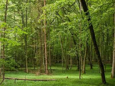 Naturwaldreservat Wolfsruhe