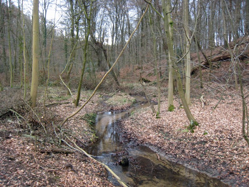 Bechsiefen und Hundberger Siefen (Nordwest 2)