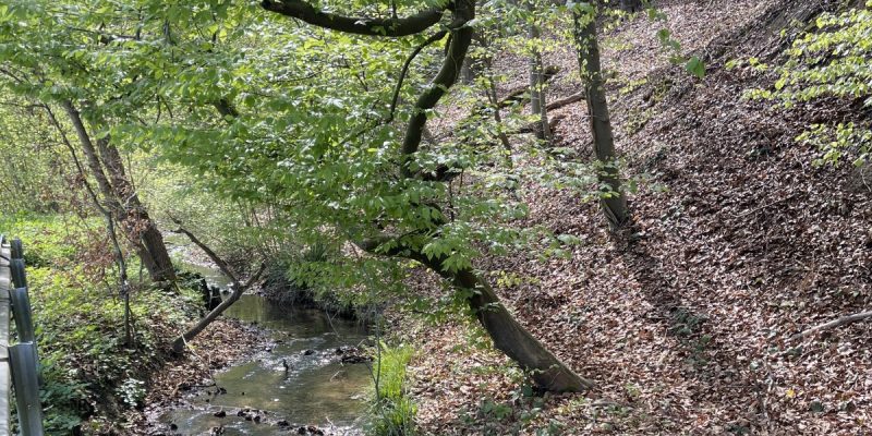 Bechsiefen und Hundberger Siefen
