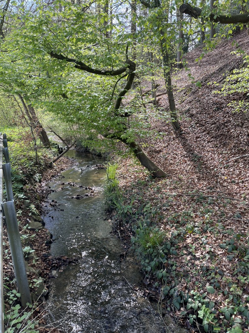 Bechsiefen und Hundberger Siefen