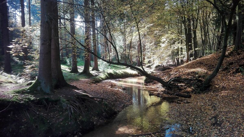 Königsforst