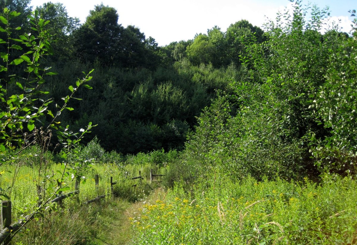 Tongrube Oberauel