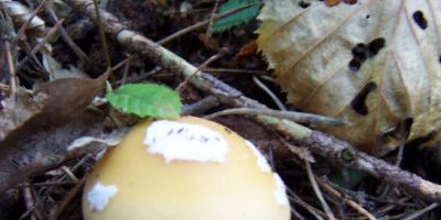Waldfriedhof