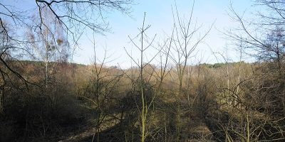 Bäkewiese