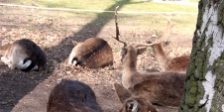 Damwild, Mufflons