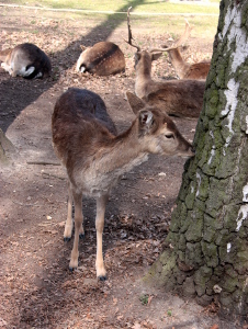 Damwild, Mufflons