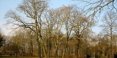 Ernst-Grube-Park