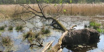 Fließwiese Ruhleben