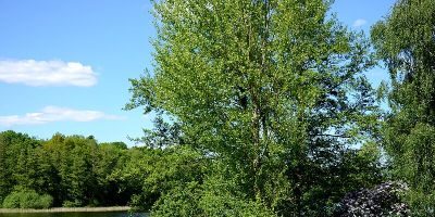 Grunewaldsee (südlicher Teil)
