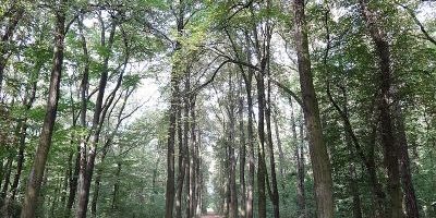 Heinrich-Laehr-Park