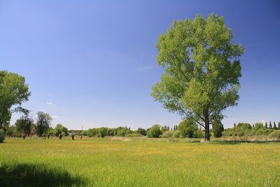 Kalktuffgelände am Tegeler Fließ