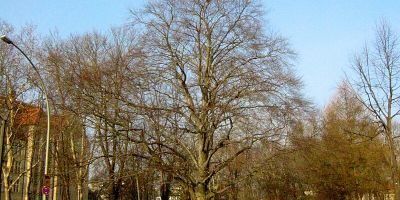 Maria-Jankowski-Park