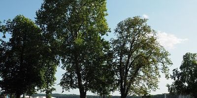 Müggelpark