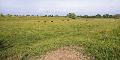Naturschutzgebiet Falkenberger Rieselfelder