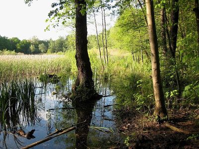 Naturschutzgebiet Fauler See