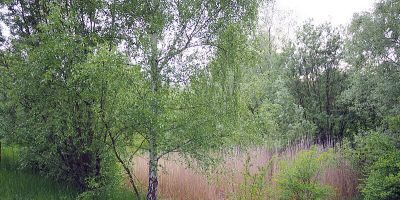 Pfuhlgelände an der Britzer Straße