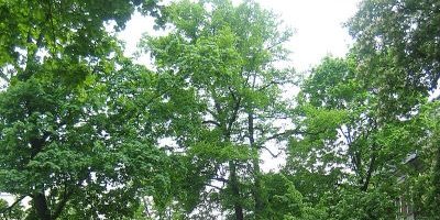Schustehruspark